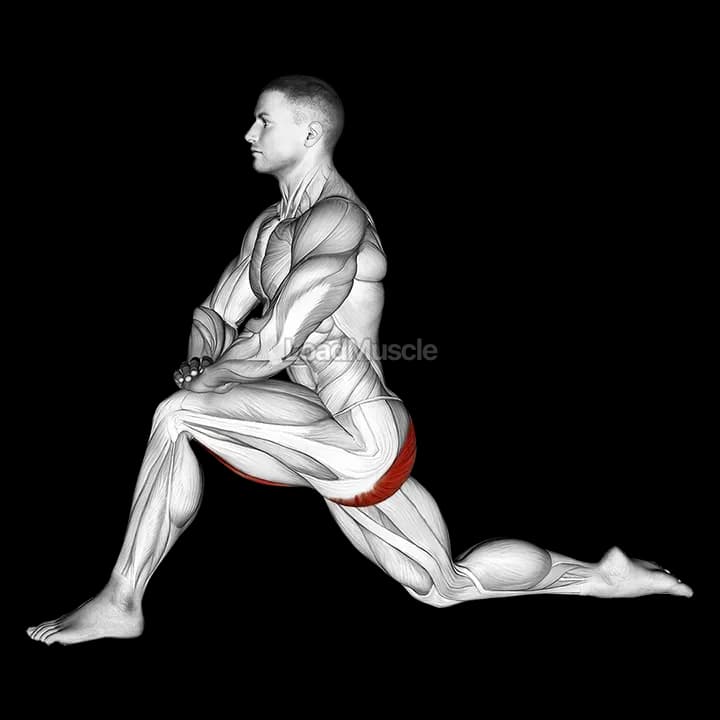 Curated visual reference: Kneeling Chest Stretch For Muscle Strain Reference: Kneeling Hip Flexor Stretch Exercise Guide