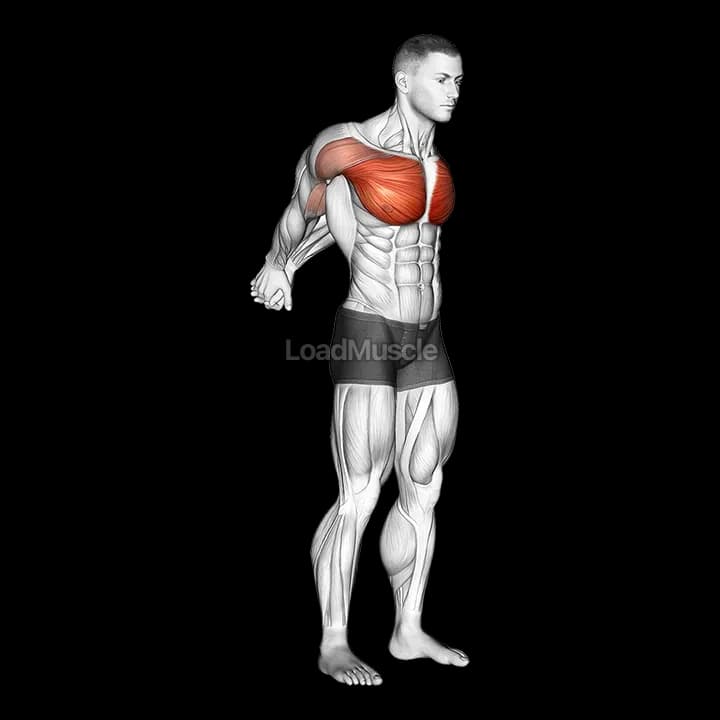 Straight Arms Backward Chest Sretch: Exercise Guide | LoadMuscle